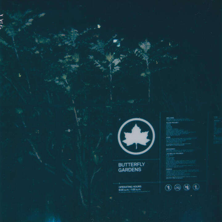 David Moore - Butterfly Gardens